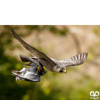 گونه بحری Peregrine Falcon